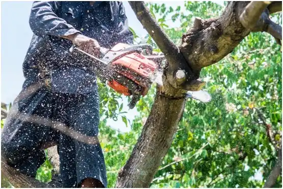 tree services Thermopolis